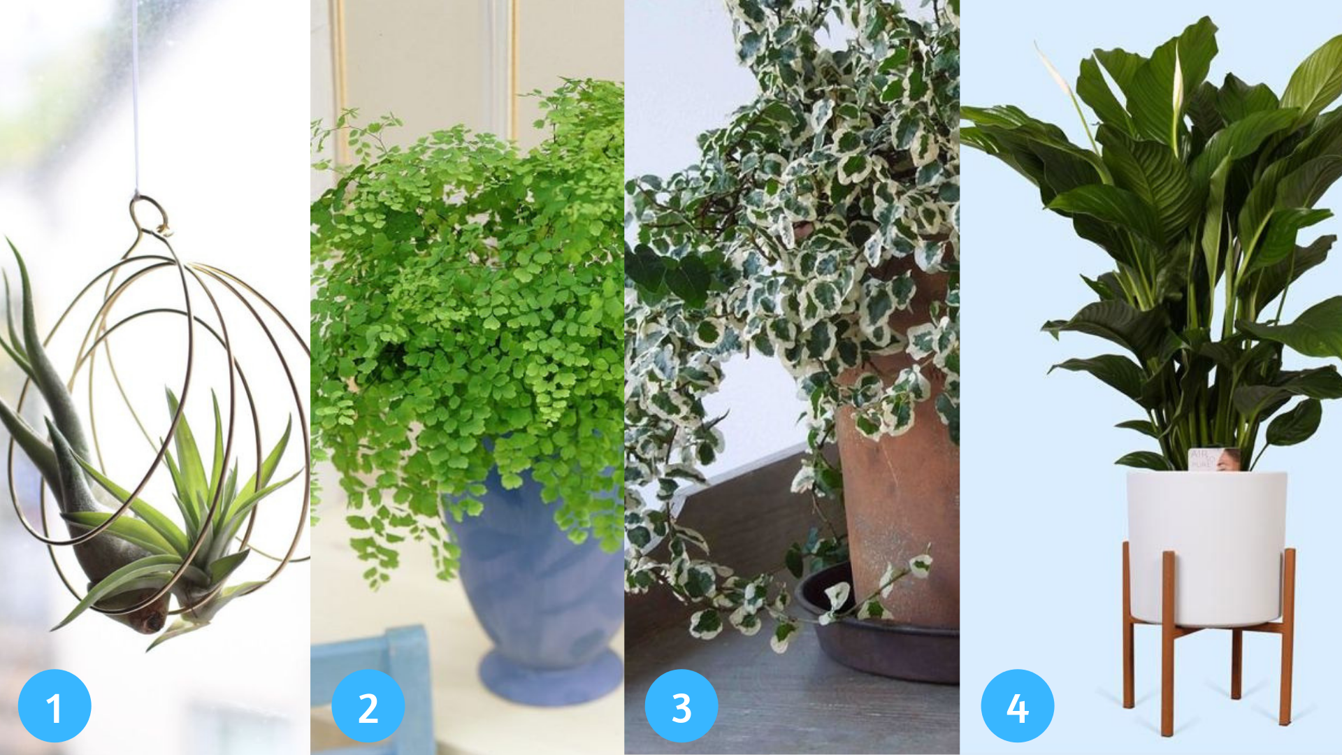 woonplanten badkamerplanten