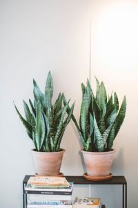 sanseveria