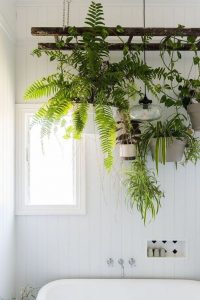 badkamerplanten woonplanten