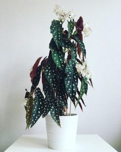 begonia woonplanten
