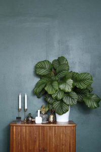calathea woonplanten
