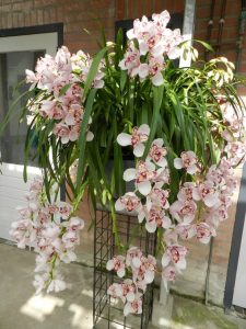 orchidee woonplanten