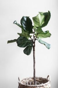 ficus woonplanten
