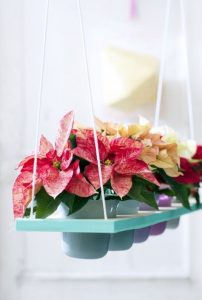 kerstster woonplanten