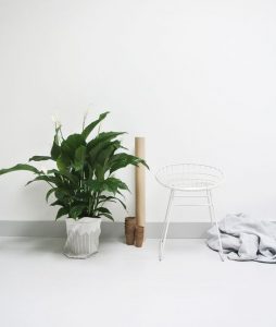 Lepelplant-venn