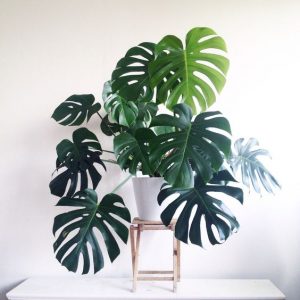 monstera woonplanten