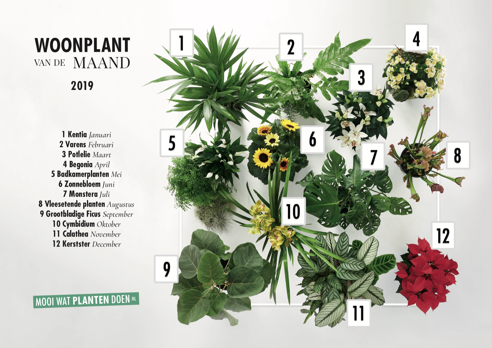 planten mooiwatplantendoen woonplanten