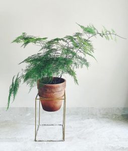 varens woonplanten