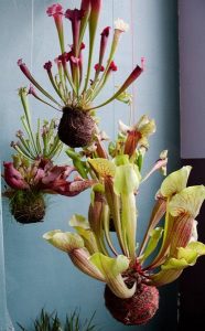 vleesetende planten woonplanten