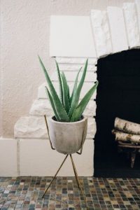aloe-vera-venn