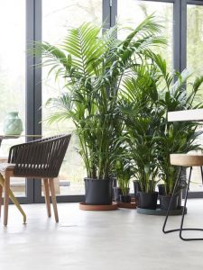 kentia woonplanten 2019